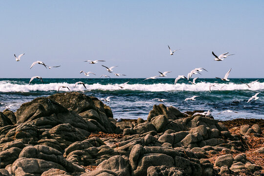 Seagull flight, La Torche, breton landscape, france