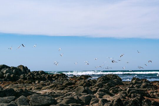 Seagull flight, La Torche, breton landscape, france