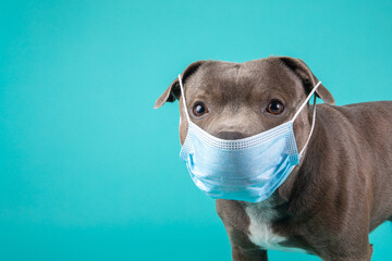 Dog in Medical Protective Mask isolated background with copy space. Dog against COVID-19 virus pandemic concept.