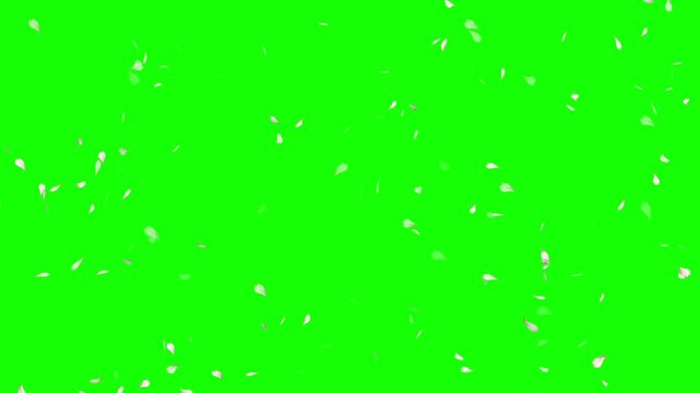 Cherry Blossom Petals Falling on a green background, Cherry petals falling top quality animated on green screen 4k, Chroma key green background, Valentine's day and wedding concept animation.