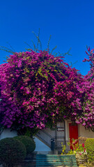 A large bougainvillea tree surrounded by plants, with a bench nearby - Lisbon, Portugal