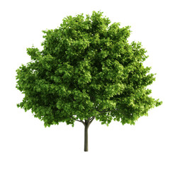 A lush green tree with abundant foliage, symbolizing nature's beauty and providing shade and habitat for wildlife.