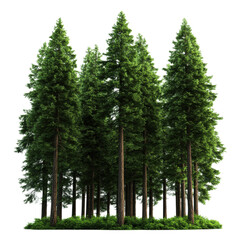 A serene and lush green forest with tall coniferous trees, perfect for nature lovers and outdoor enthusiasts.