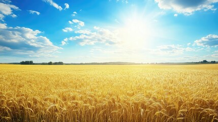 Naklejka premium Sun-kissed golden wheat field stretching towards the horizon under a bright summer sky