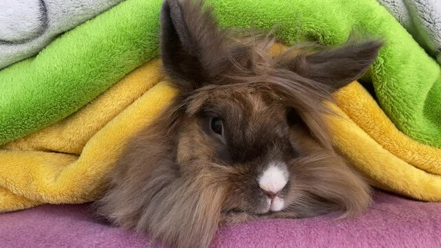 Portrait eines Zwergkaninchen.