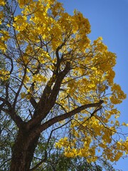 Ipê amarelo
