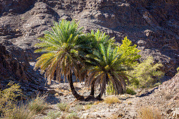 Wadi Shawka dry riverbed with oasis with big date palm trees (Phoenix dactylifera), United Arab Emirates.