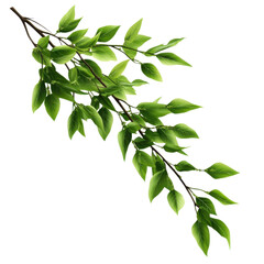 Obraz premium A vibrant green branch showcasing leaves, perfect for nature-themed designs and backgrounds.