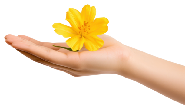 PNG Yellow flower on hand finger petal plant.