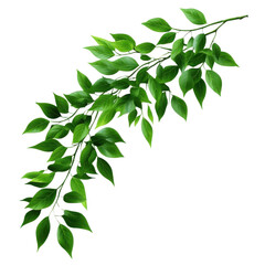 Obraz premium A vibrant green leaf branch, perfect for nature-themed designs and illustrations, symbolizing freshness and growth.