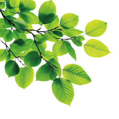Fototapeta premium A vibrant green leaf branch showcasing fresh foliage against a bright background, perfect for nature-themed projects.