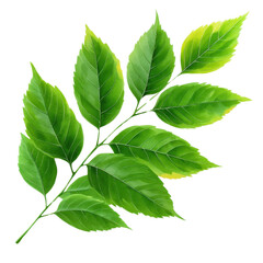 Fototapeta premium A vibrant green leaf branch showcasing the beauty of nature with rich textures and shades, perfect for design and illustration.