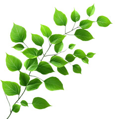 Fototapeta premium A vibrant green leaf branch showcasing lush foliage, perfect for themes of nature, growth, and sustainability in various design projects.