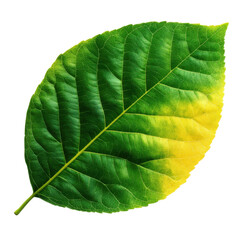 Obraz premium A vibrant green leaf showcasing a gradient from vivid green to yellow, symbolizing nature's beauty and transformation.