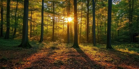 Obraz premium Golden sunlight shining through trees in autumn forest