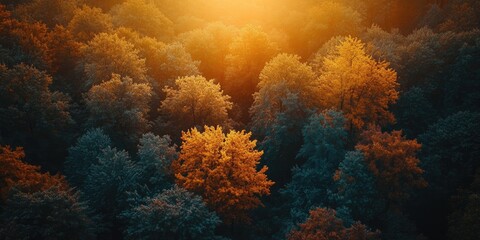 Warm sunlight shining through colorful trees in autumn forest