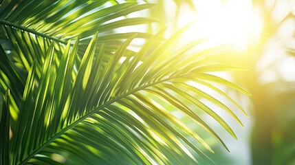Obraz premium Tropical palm fronds with a sunny backdrop, creating a warm and inviting summer vibe