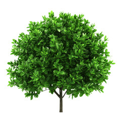 Obraz premium A vibrant green tree with a dense foliage, perfect for nature-themed designs and environmental projects.
