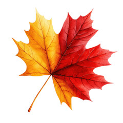 A vibrant maple leaf showcasing a beautiful blend of red and yellow hues, perfect for autumn-themed designs.