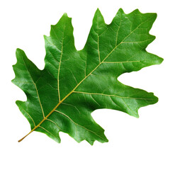 Fototapeta premium Close-up of a vibrant green oak leaf displaying intricate veins and a healthy appearance, perfect for nature-themed projects.
