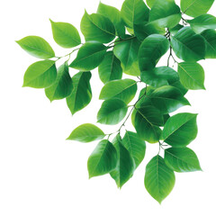 Obraz premium Fresh green leaves create a vibrant and natural backdrop, perfect for enhancing any design or project with a touch of nature.