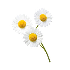 chamomile or daisies isolated on transparent background with clipping path. Set or collection.  © Linggakun