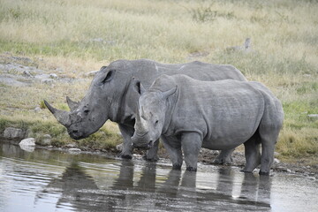 Fototapeta premium rinoceronti in BWA