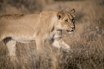 Lions in bwa