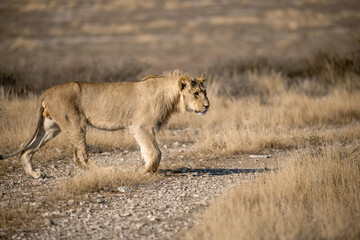 Lions in bwa