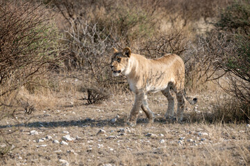 Lions in bwa
