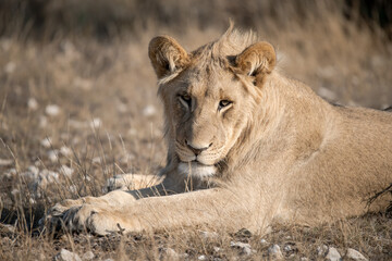 Lions in bwa