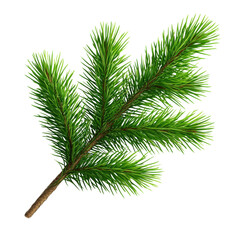 Obraz premium Realistic green pine branch isolated on a white background, perfect for nature-themed designs or seasonal projects.