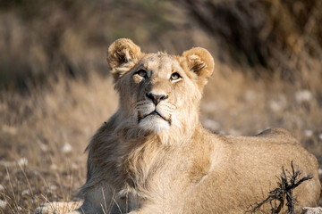 Lions in bwa