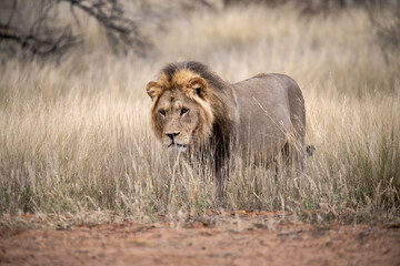 Lions in bwa