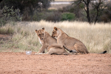 Lions in bwa