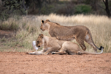 Lions in bwa