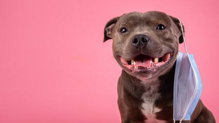 Dog wearing medical face mask in front of pink background