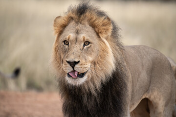 Lions in bwa