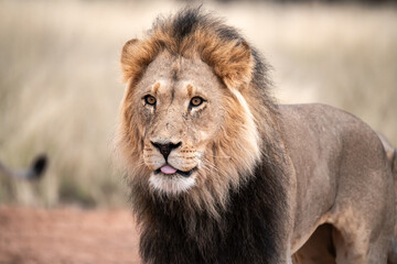 Lions in bwa