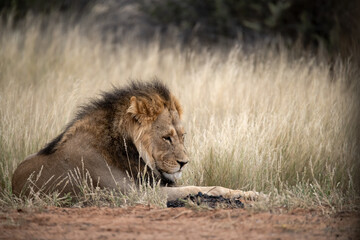 Lions in bwa