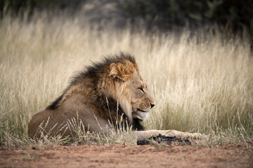 Lions in bwa