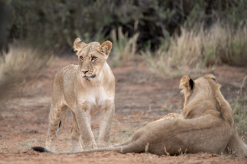 Lions in bwa