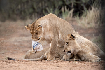 Lions in bwa