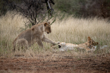 Lions in bwa
