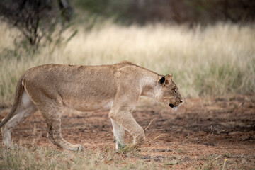 Lions in bwa