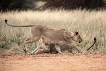 Lions in bwa