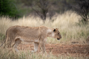 Lions in bwa