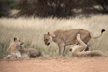 Lions in bwa