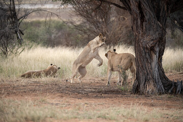 Lions in bwa