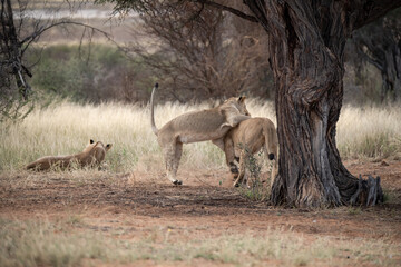 Lions in bwa